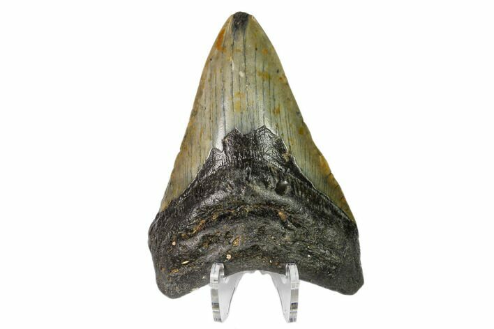 Fossil Megalodon Tooth - North Carolina #149403